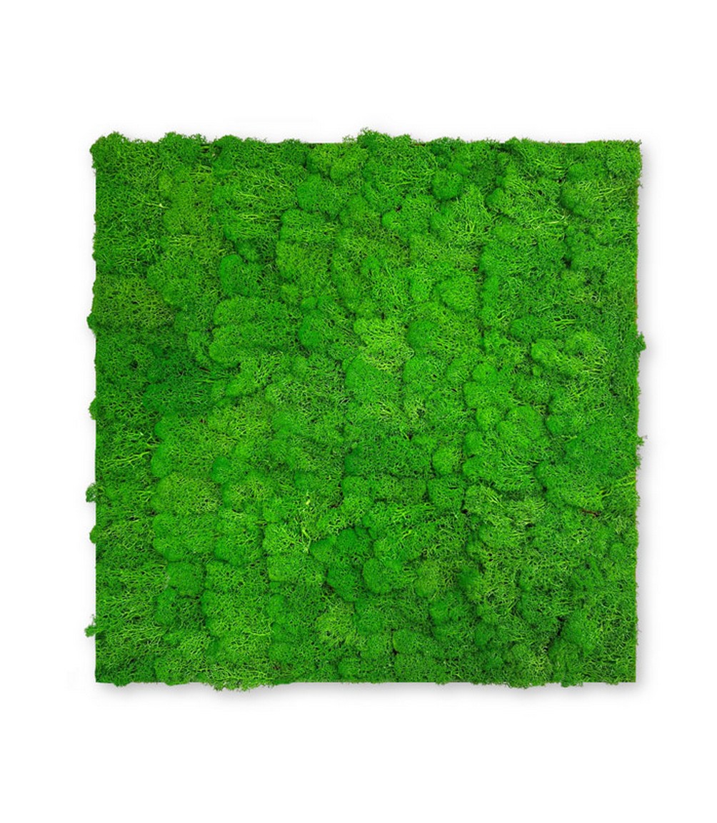 Wandpaneel Jangal Modular Wall 11101 Rich Green Moos 52 x 52 cm